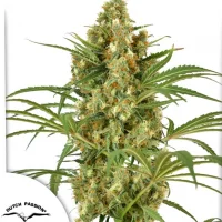 Snow Bud®